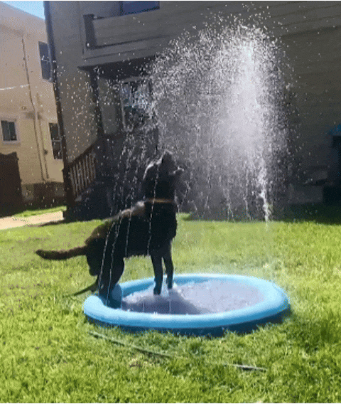 Chien qui joue sur le Splash Dog